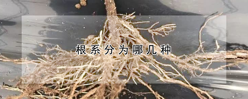根係分為哪幾種