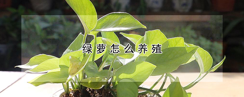 綠蘿怎麼養殖