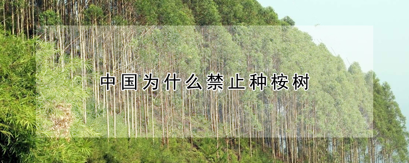 中國為什麼禁止種桉樹