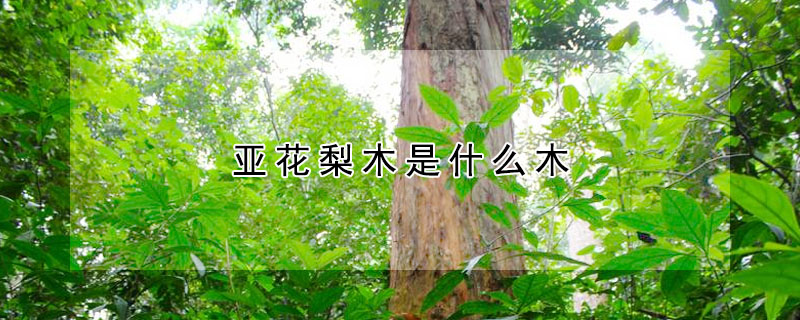 亞花梨木是什麼木