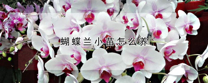 蝴蝶蘭小苗怎麼養