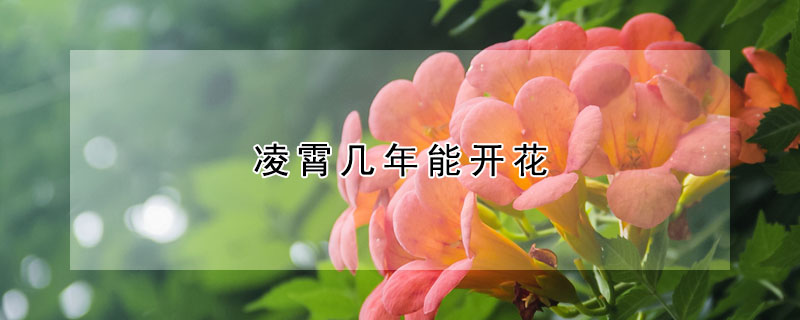 淩霄幾年能開花
