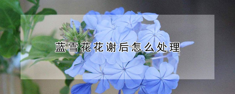 藍雪花花謝後怎麼處理
