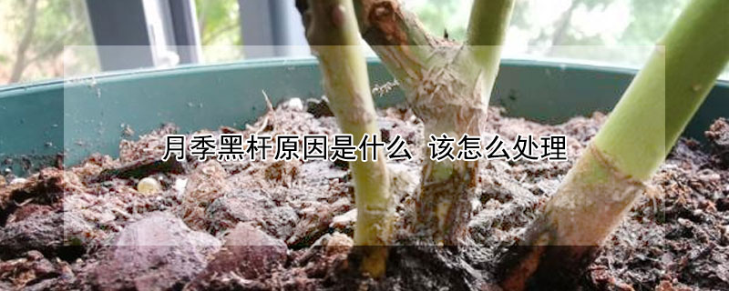 月季黑杆原因是什麼 該怎麼處理