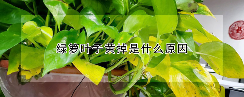 綠籮葉子黃掉是什麼原因