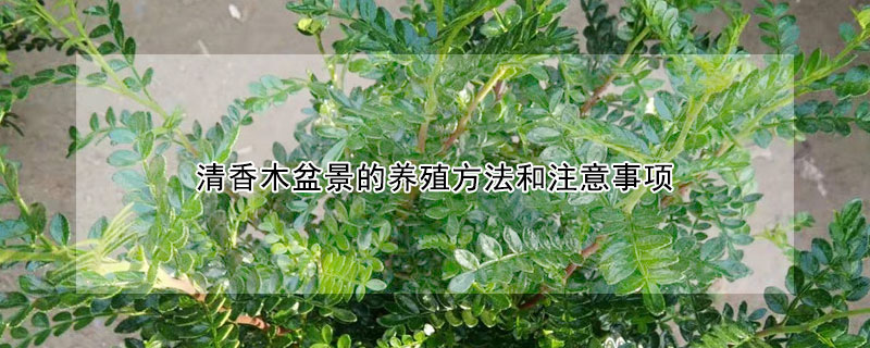 清香木盆景的養殖方法和注意事項