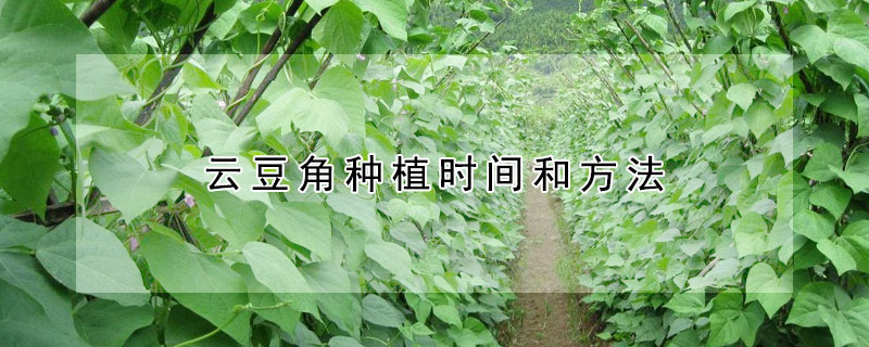 雲豆角種植時間和方法
