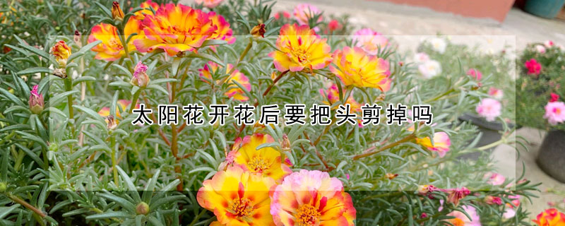 太陽花開花後要把頭剪掉嗎