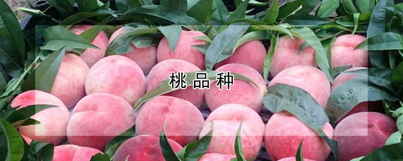 桃品種