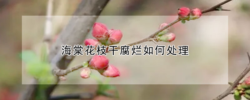 海棠花枝幹腐爛如何處理