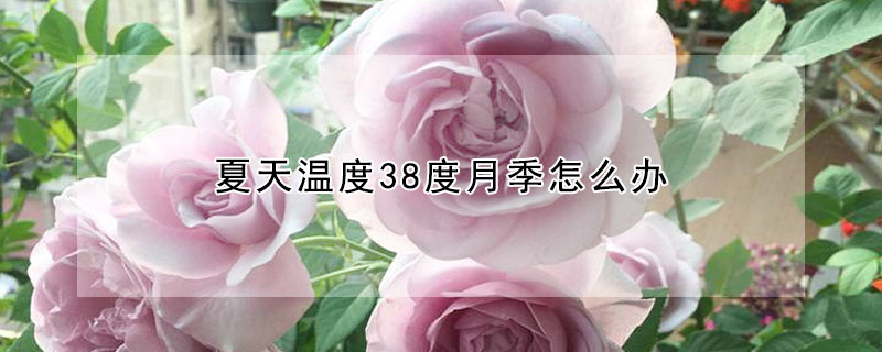 夏天溫度38度月季怎麼辦