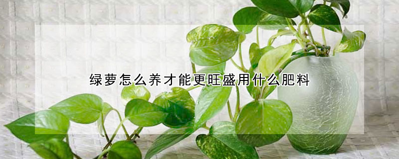 綠蘿怎麼養才能更旺盛用什麼肥料