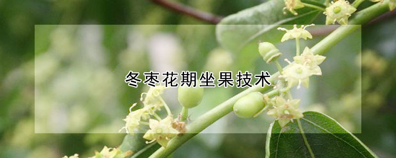 冬棗花期坐果技術
