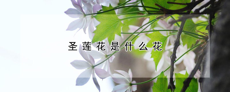聖蓮花是什麼花
