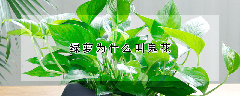 綠蘿為什麼叫鬼花