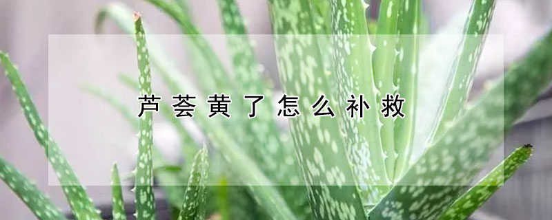 蘆薈黃了怎麼補救