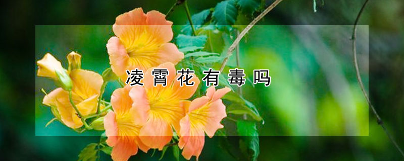淩霄花有毒嗎