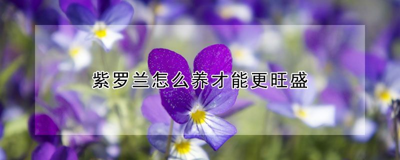 紫羅蘭怎麼養才能更旺盛