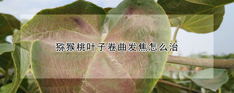 獼猴桃葉子卷曲發焦怎麼治