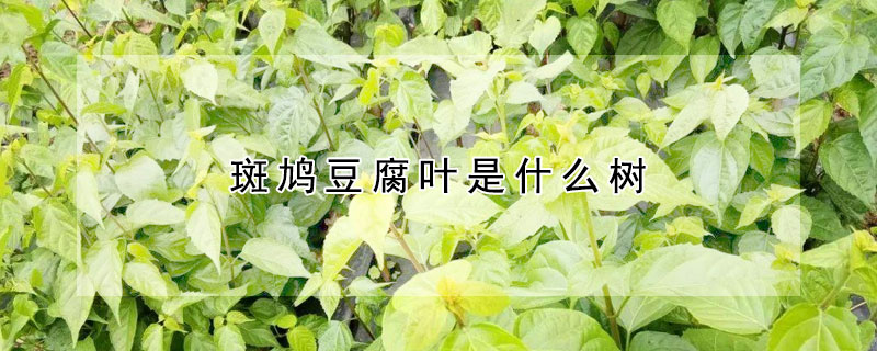 斑鳩豆腐葉是什麼樹