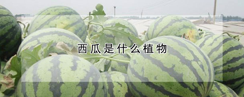 西瓜是什麼植物