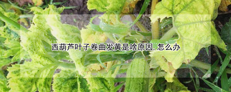 西葫蘆葉子卷曲發黃是啥原因,怎麼辦