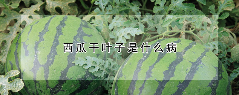 西瓜幹葉子是什麼病