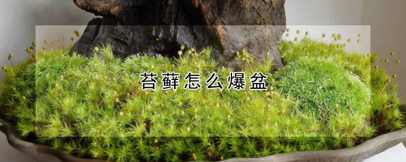 苔蘚怎麼爆盆