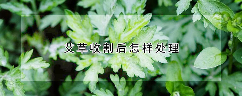 艾草收割後怎樣處理