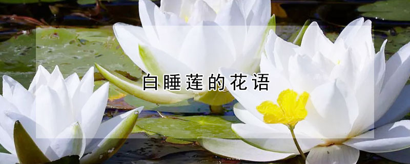 白睡蓮的花語