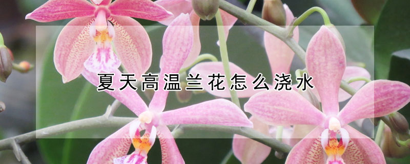 夏天高溫蘭花怎麼澆水