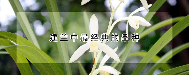 建蘭中最經典的品種
