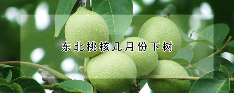 東北桃核幾月份下樹