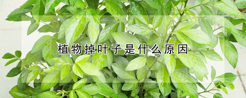 植物掉葉子是什麼原因