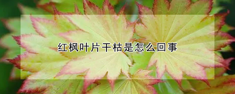 紅楓葉片幹枯是怎麼回事