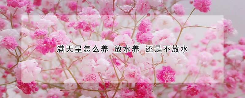 滿天星怎麼養 放水養 還是不放水
