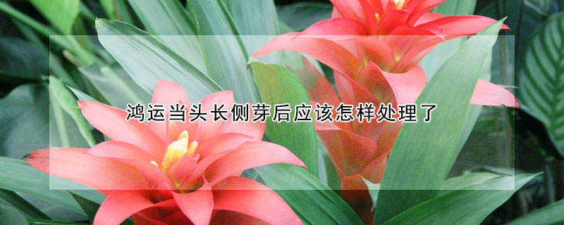 鴻運當頭長側芽後應該怎樣處理
