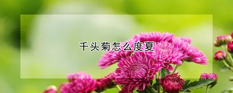 千頭菊怎麼度夏