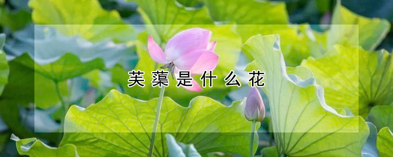 芙蕖是什麼花