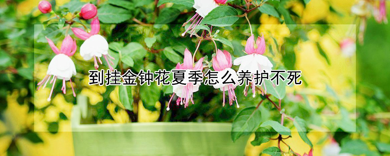 到掛金鍾花夏季怎麼養護不死