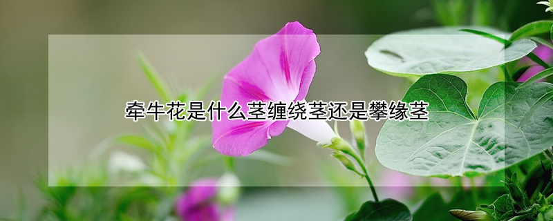 牽牛花是什麼莖纏繞莖還是攀緣莖
