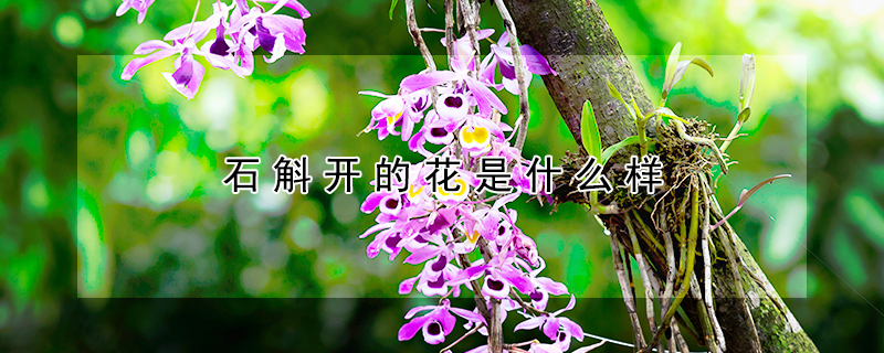 石斛開的花是什麼樣