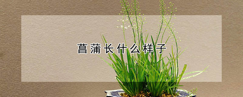 菖蒲長什麼樣子