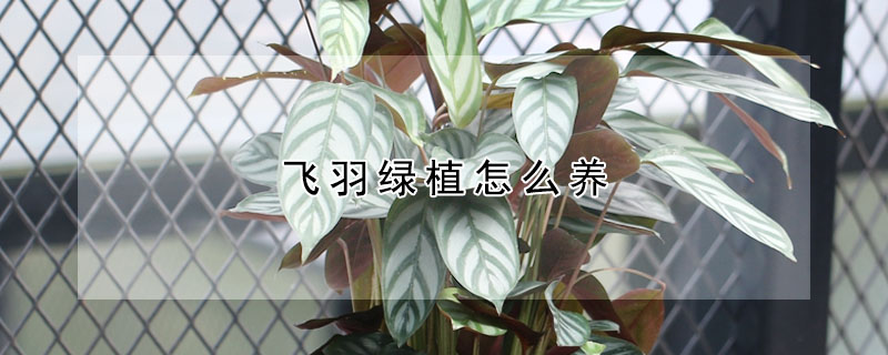 飛羽綠植怎麼養