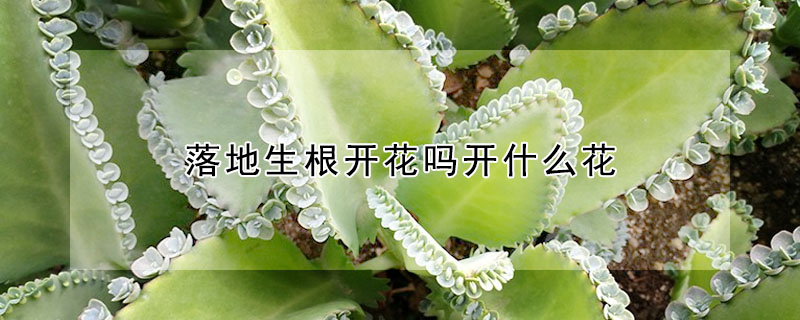 落地生根開花嗎開什麼花