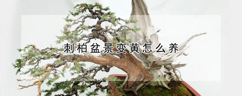 刺柏盆景變黃怎麼養