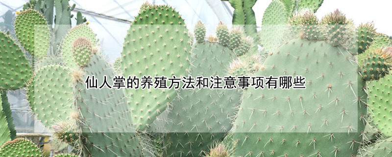 仙人掌的養殖方法和注意事項有哪些