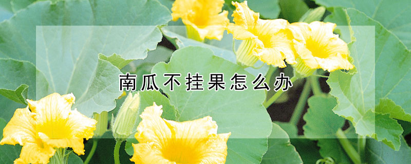 南瓜不掛果怎麼辦