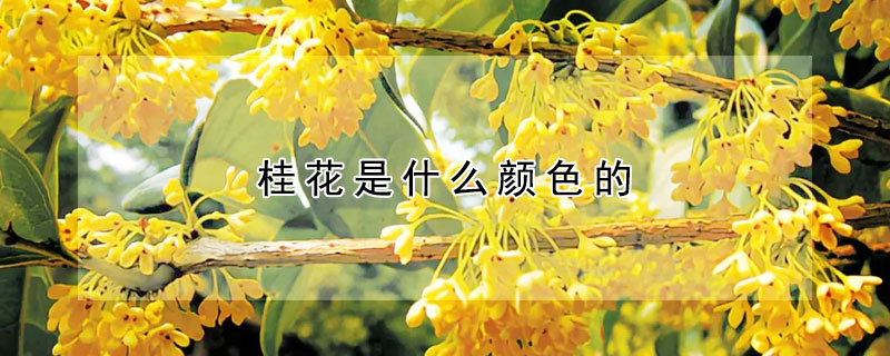 桂花是什麼顏色的