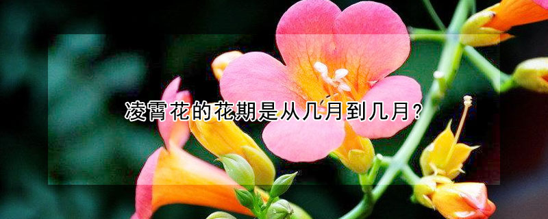 淩霄花的花期是從幾月到幾月?